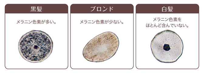 黒髪・ブロンド・白髪の断面図