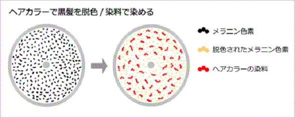 ヘアカラーで黒髪を脱色し、染料で染めた髪の断面図のイメージイラスト